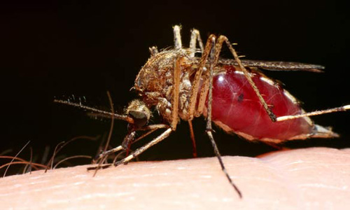 Disease Bearing Mosquitoes in and near Tampa Florida