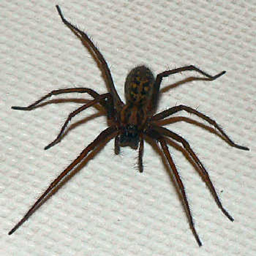 What are some types of spiders in Florida?