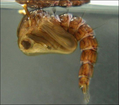 Mosquito Pupa in and near Tampa Florida
