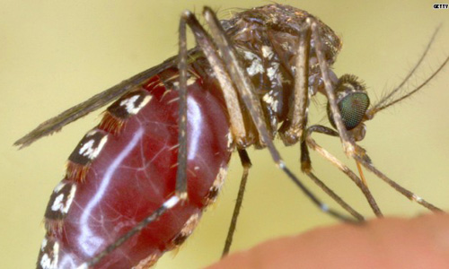 Parasite Bearing Mosquitoes in and near Tampa Florida