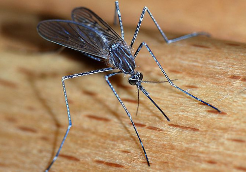 Salt Water Mosquitoes in and near Lakeland Florida