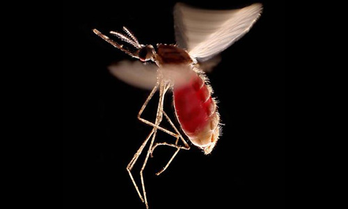 Mosquito Adults in and near Palm Harbor Florida