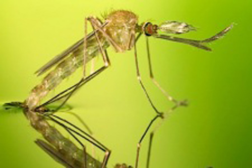 Where Mosquitoes Breed Affects You in and near Palm Harbor Florida