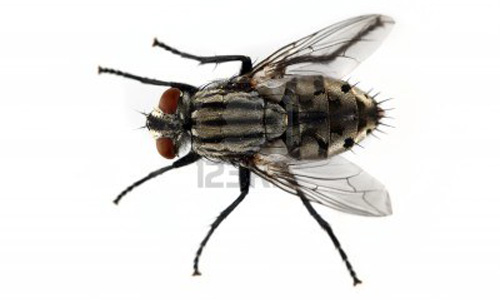 Bug Slayer Mosquito Control System Kills Flies Even In Horse