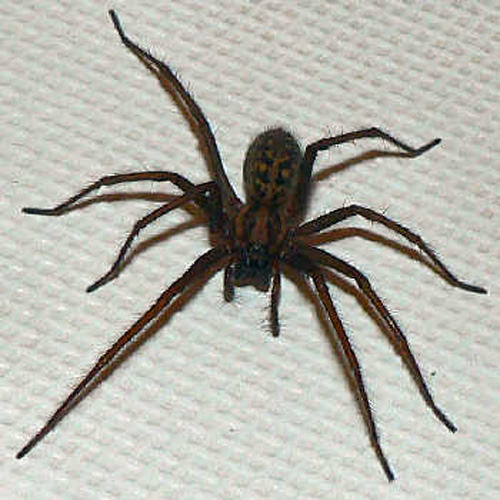 Kills Spiders in and near St Petersburg Florida