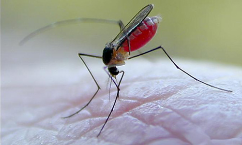 Mosquito Feeding Cycles in and near St Petersburg Florida