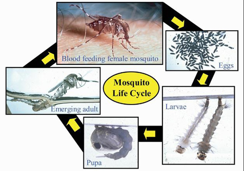 Mosquito Life Cycle in and near St Petersburg Florida